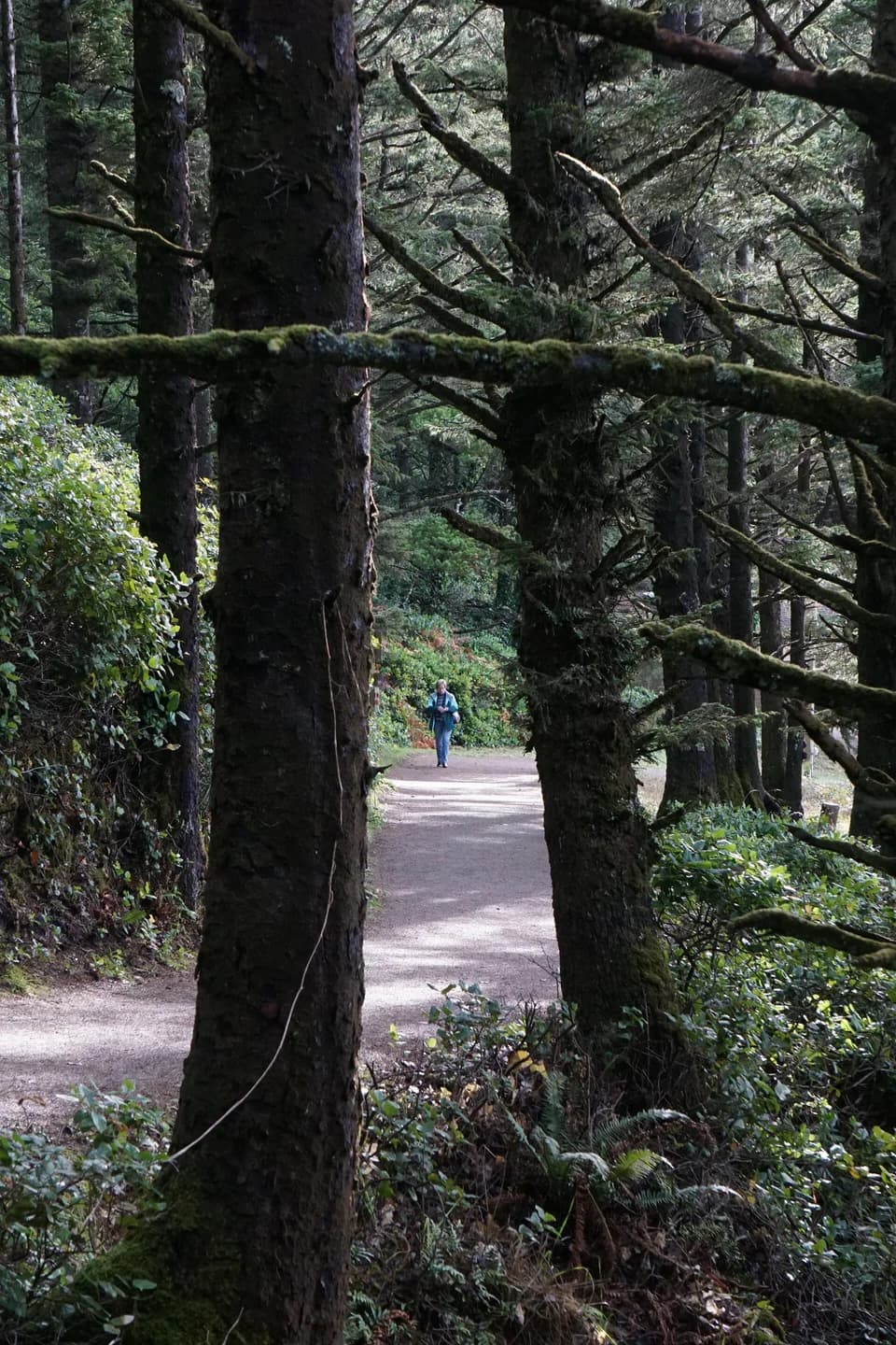Curving trail through trees and dense vegetation near Heceta Head.