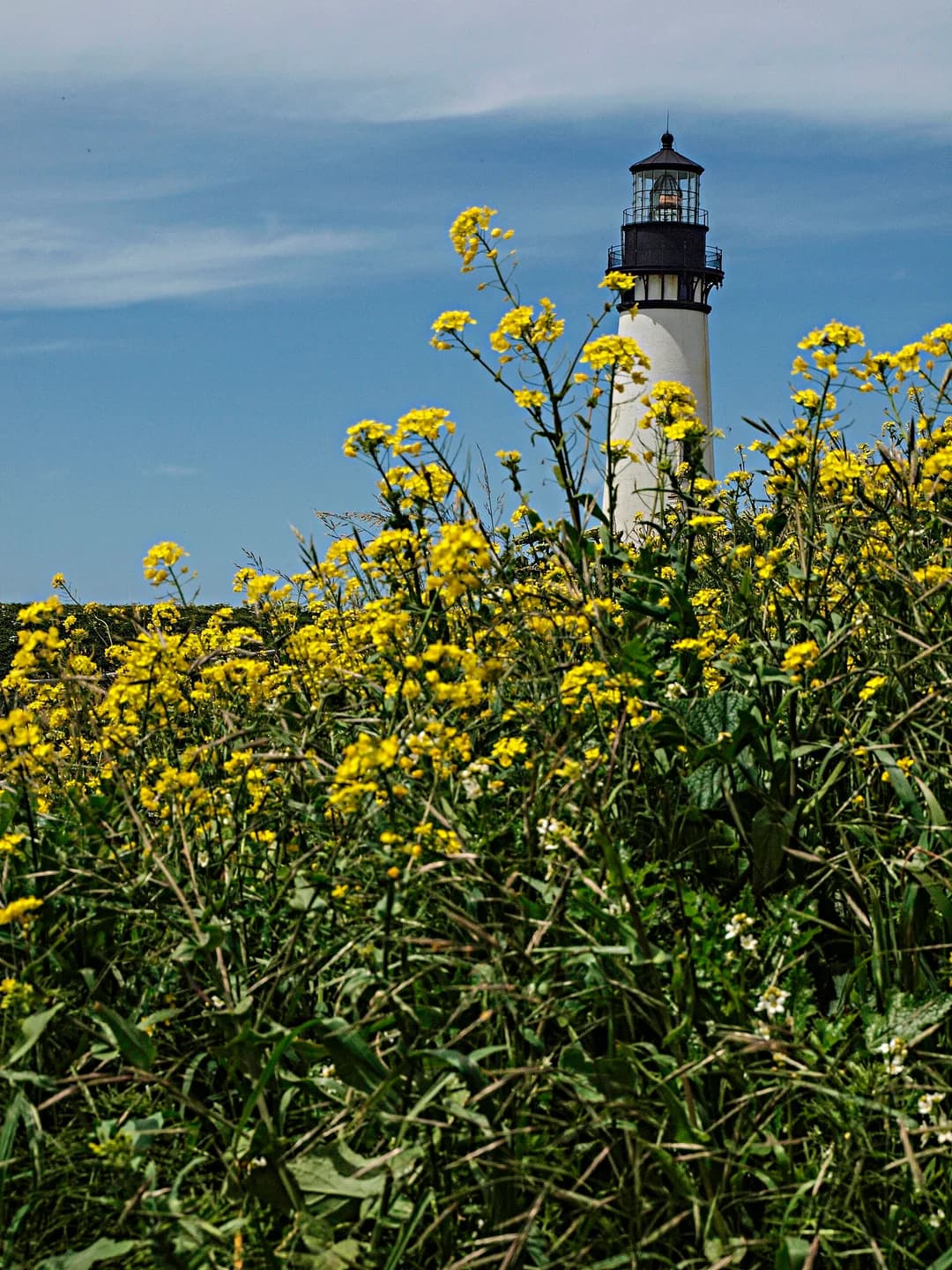 Yaquina Head Lighthouse partly framed by yellow flowers and coastal vegetation.
